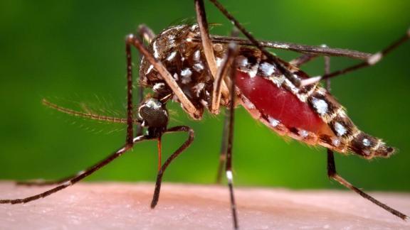 Aedes mosquito, the mosquito trasmitting Zika